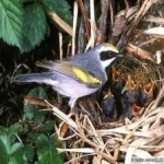 image of bird