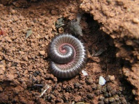 image of animal