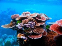 image of reef