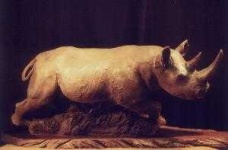 image of rhino