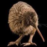 image of bird_kiwi #46