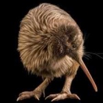 image of bird