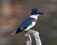 image of kingfisher
