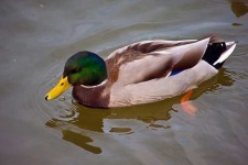 image of drake