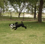 image of english_springer