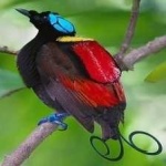image of bird