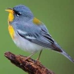 image of bird