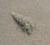 image of hermit_crab