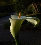 image of giant_white_arum_lily #1