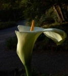 image of flower