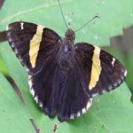 image of banded_butterfly #177