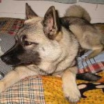 image of animal