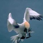 image of bird