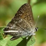 image of animal