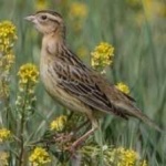 image of bird