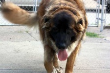 image of animal