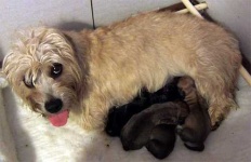 image of dandie_dinmont