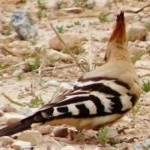 image of bird