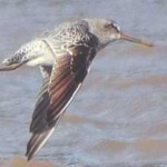 image of bird