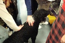 image of curly_coated_retriever