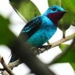 image of bird