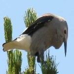 image of bird