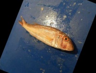 image of fish