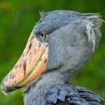 image of bird