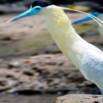 image of bird