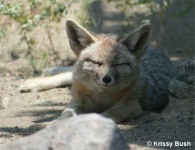 image of kit_fox