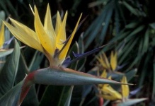 image of bird_of_paradise_flower #27