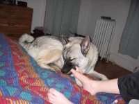 image of norwegian_elkhound #0