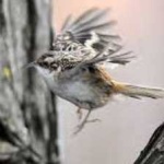 image of bird