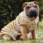 image of shar_pei #1