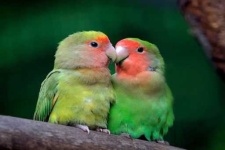 image of lovebird