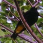 image of bird