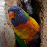 image of lorikeet