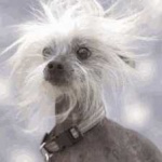image of animal