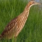 image of bird
