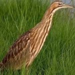 image of american_bittern #29