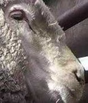 image of animal