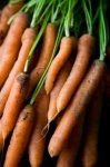 image of carrot
