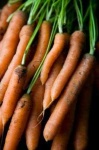 image of carrot #11