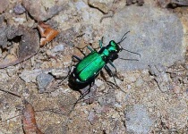 image of tiger_beetle #6