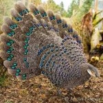 image of bird