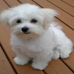 image of animal