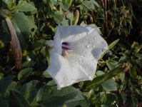 image of flower