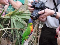 image of lorikeet