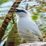 image of bali_starling #0