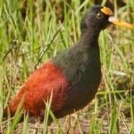 image of bird